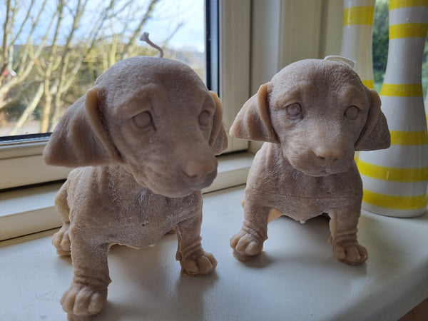 Ekstra stor gravhund rapsvokslys