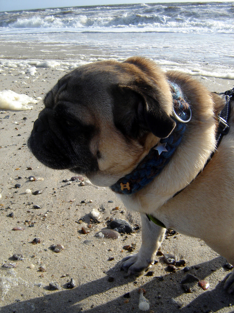 Pyntehalsbånd til hund