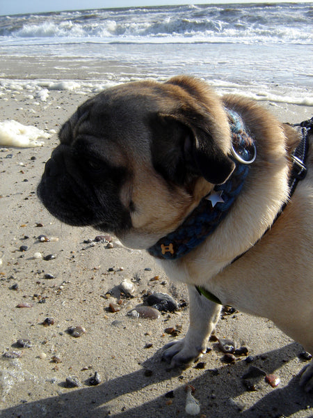 Pyntehalsbånd til hund