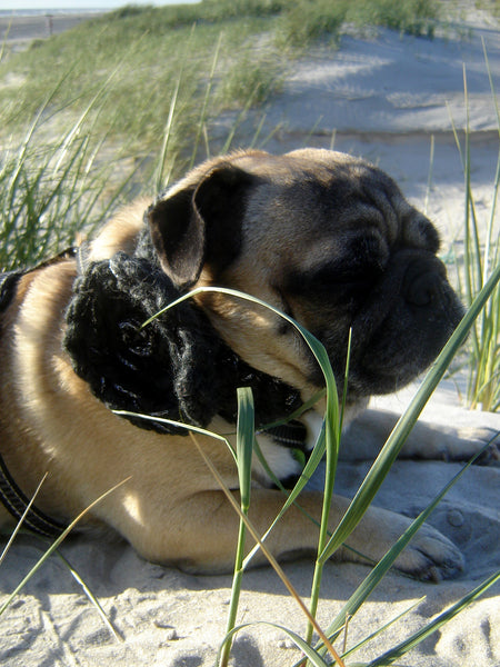 Pyntehalsbånd til hund